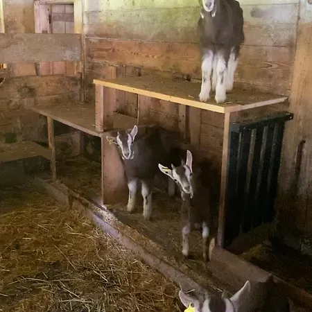 Schlafen Im Fass - Schlaffass - Abenteuer - Romantik - Haslifass Farm stay *
