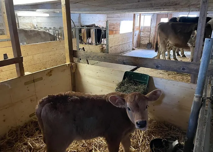 Schlafen Im Fass - Schlaffass - Abenteuer - Romantik - Haslifass Feriegård *