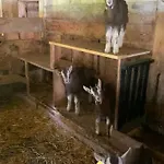 Schlafen Im Fass - Schlaffass - Abenteuer - Romantik - Haslifass Feriegård *